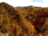 竜ヶ岳の紅葉