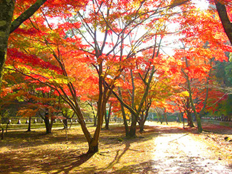 箸蔵山の紅葉