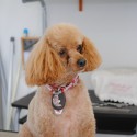 ペットサロン　エンジェル
