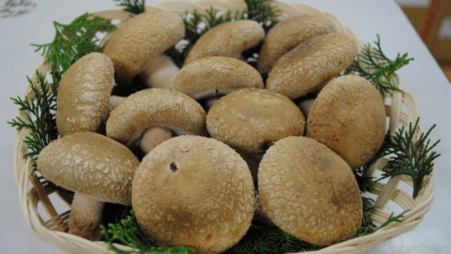 肉厚極上生椎茸　最高の椎茸を食べてみてね