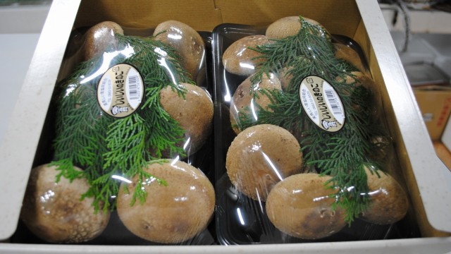 生椎茸ギフトパック　県外発送も一年中可能です